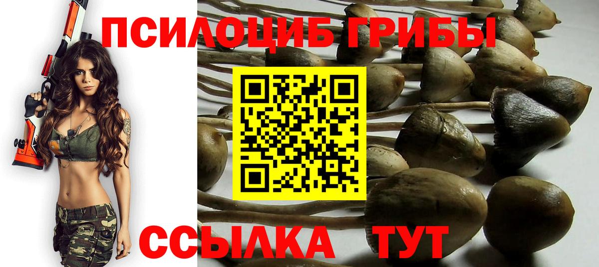 Галлюциногенные грибы Psilocybine cubensis Лабытнанги